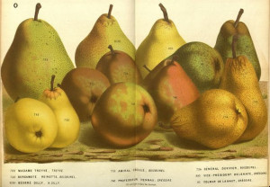 "Fruits & Vegetables-19-045 - Pear, 4" Photo by artvintage1800s.etsy.com (CC BY 2.0)